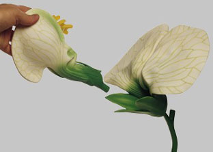 Peaq Flower